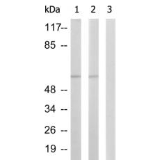 兔抗PAK2(Phospho-Ser141)多克隆抗体