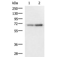 兔抗PAIP1多克隆抗体
