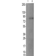 兔抗MAPT(Phospho-Ser202)多克隆抗体