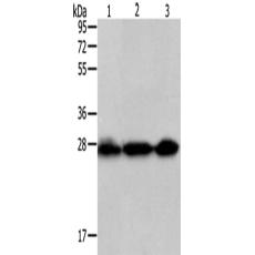 兔抗PDCD1多克隆抗体