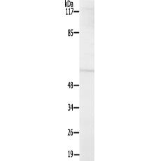 兔抗MAP2K7(Ab-271)多克隆抗体