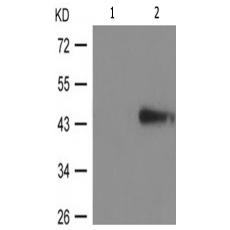 兔抗NCF1(Phospho-Ser359)多克隆抗体
