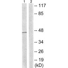 兔抗NCF1(Phospho-Ser345)多克隆抗体