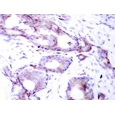 兔抗MYC (Phospho-Ser373)多克隆抗体