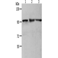 兔抗MCM4多克隆抗体