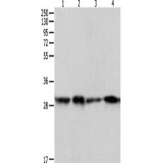 兔抗PRDX6多克隆抗体