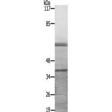 兔抗MAP2K3(Ab-222)多克隆抗体