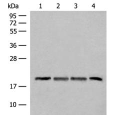 兔抗SEC11A多克隆抗体   