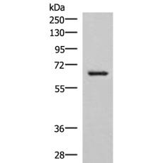 兔抗NRBP1多克隆抗体
