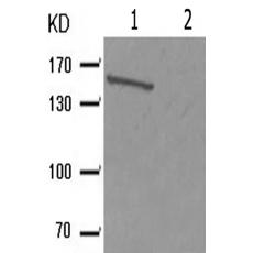 兔抗MET(Phospho-Tyr1003)多克隆抗体