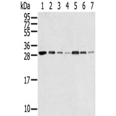 兔抗RPA2多克隆抗体 