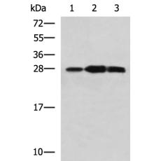 兔抗PLEKHF2多克隆抗体