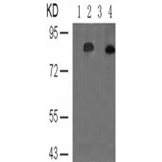  兔抗STAT3 (Phospho-Ser727)多克隆抗体    