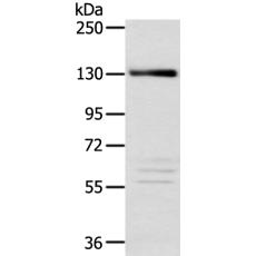 兔抗RBL2多克隆抗体    