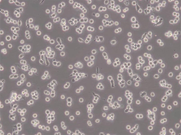 NIH3T3（小鼠胚胎成纤维细胞）​