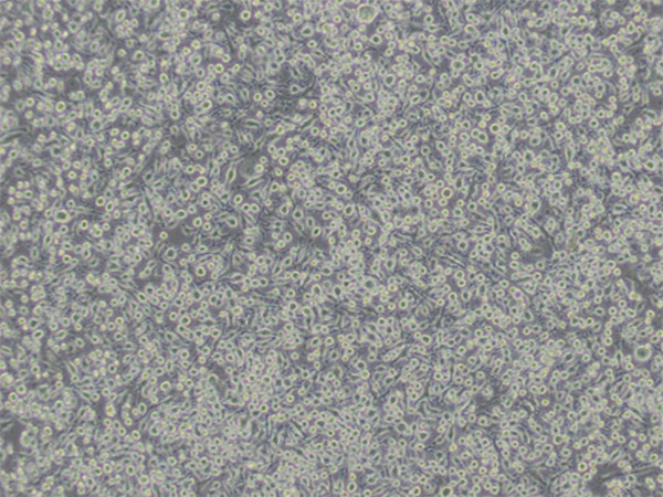 P3-X63-Ag8.653小鼠骨髓瘤细胞