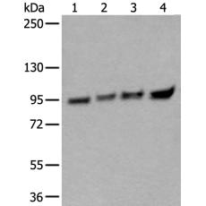 兔抗XAB2多克隆抗体 