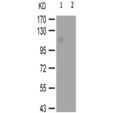 兔抗NFATC3(Phospho-Ser165)多克隆抗体