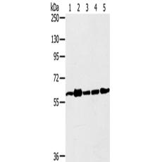 兔抗TRIM45多克隆抗体