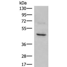 兔抗NCR1多克隆抗体