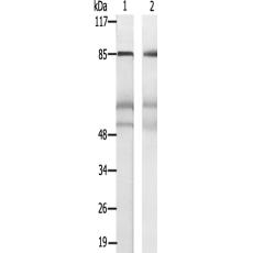 兔抗PDXDC1多克隆抗体