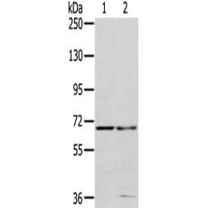 兔抗MMP24多克隆抗体