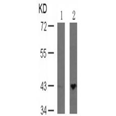 兔抗MAP2K1 (Phospho-Ser221)多克隆抗体