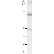 兔抗MAP3K7(Ab-187)多克隆抗体