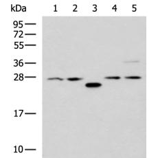兔抗PSMA6多克隆抗体