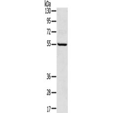 兔抗TPH2多克隆抗体