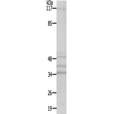 兔抗MRPS22多克隆抗体