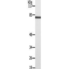 兔抗PRKCG(Ab-655)多克隆抗体