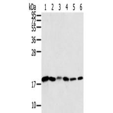 兔抗SNX3多克隆抗体