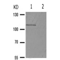 兔抗SIRT1(Phospho-Ser47) 多克隆抗体  