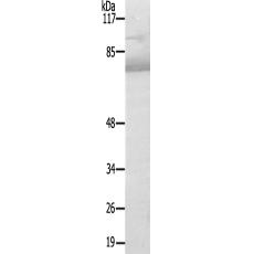 兔抗MAK(Ab-159)多克隆抗体