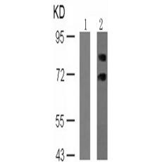 兔抗RPS6KB1 (Phospho-Ser411)多克隆抗体    