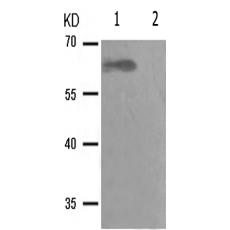 兔抗RELA(Phospho-Ser281) 多克隆抗体  