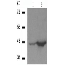 兔抗MAPK14 (Phospho-Thr180)多克隆抗体