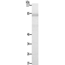 兔抗SP34多克隆抗体