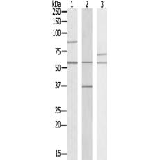 兔抗RAD18多克隆抗体