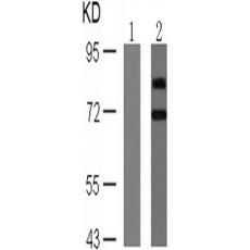 兔抗RPS6KB1 (Phospho-Ser424)多克隆抗体 