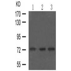 兔抗Mapt (phospho-Ser416)多克隆抗体