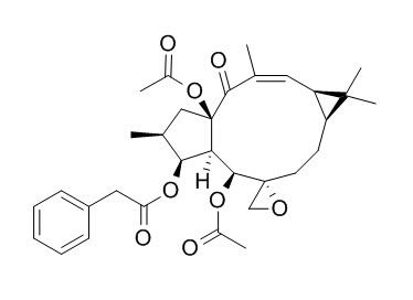 大戟因子L1