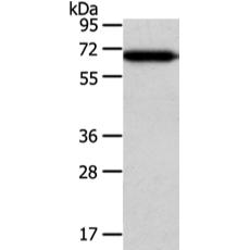  兔抗USP39多克隆抗体 