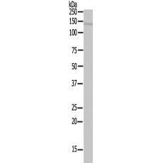 兔抗USP43多克隆抗体  