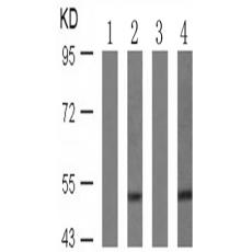 兔抗VASP (Phospho-Ser239) 多克隆抗体   