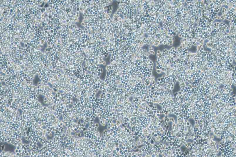 F9小鼠畸胎瘤细胞