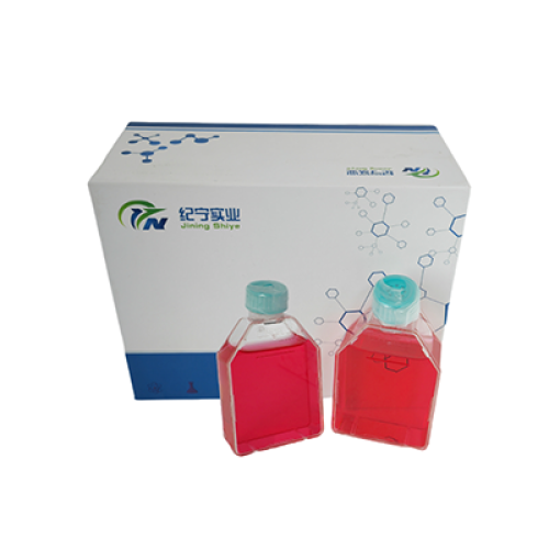 ECV-304人脐静脉内皮细胞(T24污染细胞系)