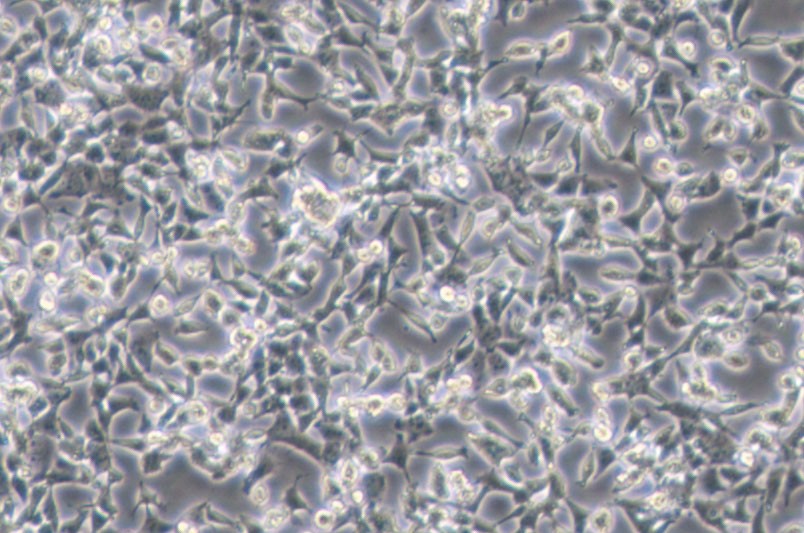 D283 Med人脑髓母细胞瘤细胞