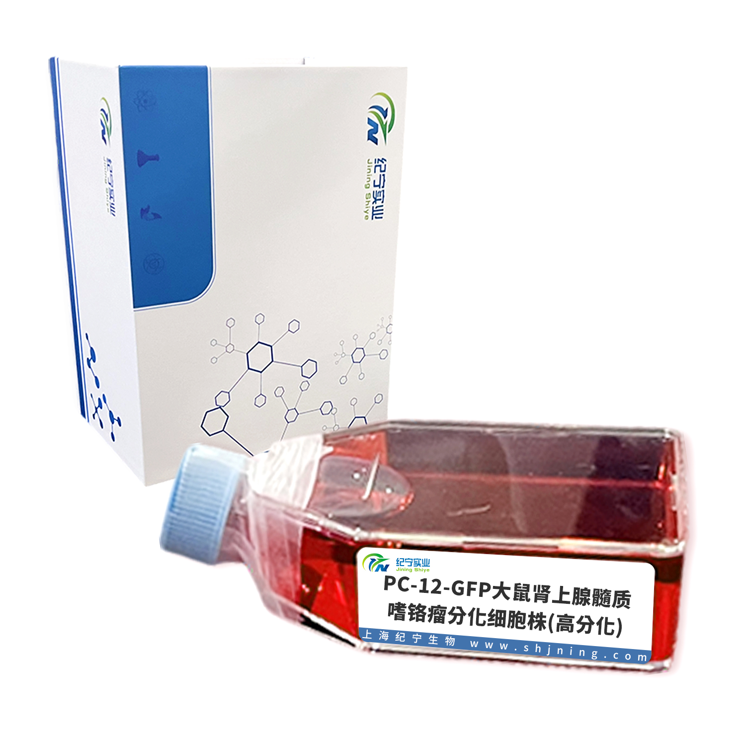 PC-12-GFP大鼠肾上腺髓质嗜铬瘤分化细胞株(高分化)